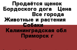 Продаётся щенок Бордоского дога › Цена ­ 37 000 - Все города Животные и растения » Собаки   . Калининградская обл.,Приморск г.